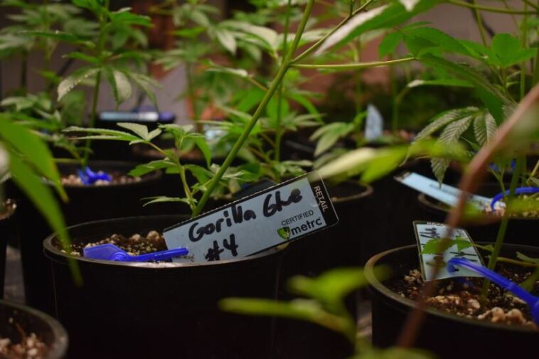 gorilla glue cannabis plants
