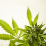 Factors to Monitor for Healthy Cannabis Yields