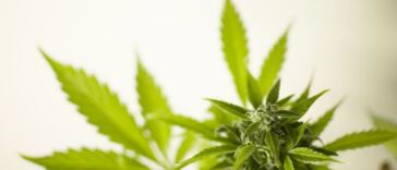 Factors to Monitor for Healthy Cannabis Yields