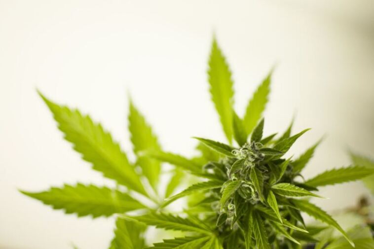 Factors to Monitor for Healthy Cannabis Yields