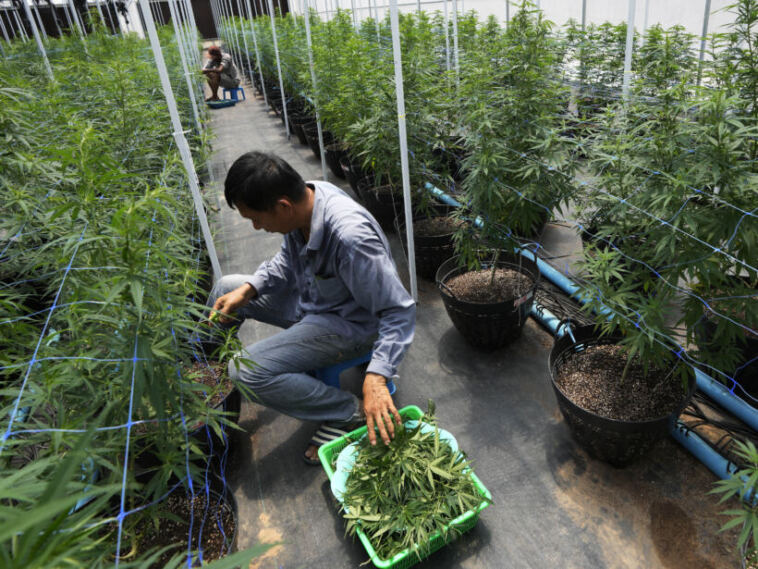 Thailand Marijuana