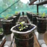 What is the Best pH for Hydroponic Cannabis?