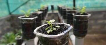 What is the Best pH for Hydroponic Cannabis?