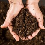 How to Adjust pH in Peat Cannabis Soil