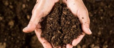 How to Adjust pH in Peat Cannabis Soil