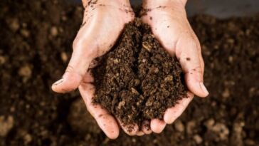 How to Adjust pH in Peat Cannabis Soil