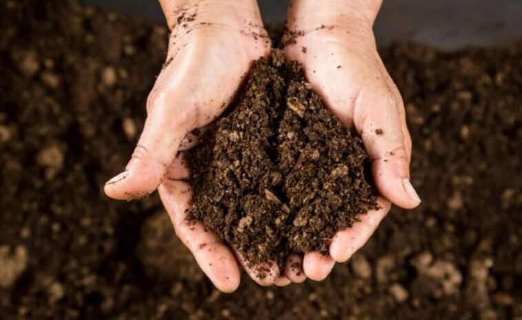 How to Adjust pH in Peat Cannabis Soil