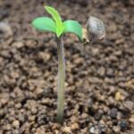 cannabis seedling