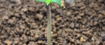 cannabis seedling