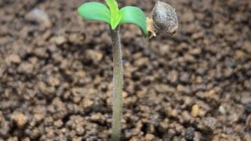 cannabis seedling
