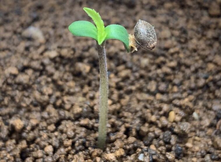 cannabis seedling