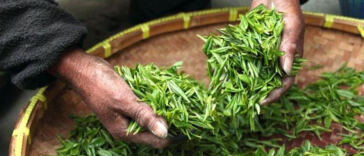 Cannabis Harvesting: The Art of Timing and Proper Techniques