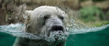 The Connection Between Climate and Cannabis Strength