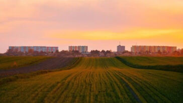 Cannabis Cultivation Comparison: Hydroponics vs. Soil