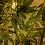 Chill Out: Exploring Cannabis-Infused Relaxation Methods