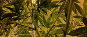 Chill Out: Exploring Cannabis-Infused Relaxation Methods