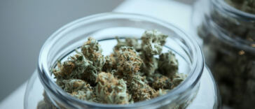 Exploring the World of Cannabis Tourism: Where It’s Legal