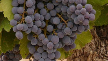 Top Picks: Ultimate Cannabis Strains for Connoisseurs