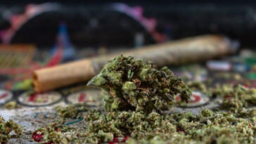 Cannabis Connoisseurs: Engaging in Interactive Tastings