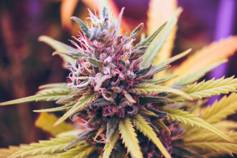Crafting Your Own Homemade Cannabis Gummies