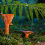 The Secret Garden: Mycorrhizal Fungi and Cannabis Cultivation