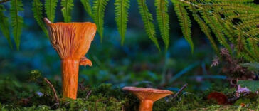 The Secret Garden: Mycorrhizal Fungi and Cannabis Cultivation