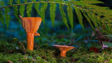 The Secret Garden: Mycorrhizal Fungi and Cannabis Cultivation