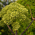 Demystifying the Influence of Terpenes on Cannabis Highs