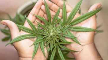 Mastering the Art of Cannabis Microdosing