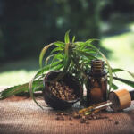 The Promise of THC and CBD for Aging Woes