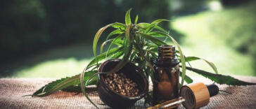 The Promise of THC and CBD for Aging Woes