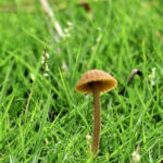 Picture-Perfect Pot: The Top Instagram-Worthy Cannabis Strains