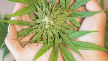 Blissful Boundaries: Cannabis, the Senses, and Sensory Exploration