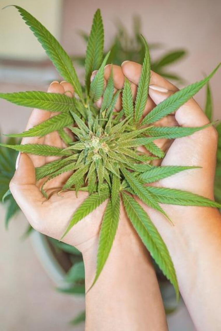 Blissful Boundaries: Cannabis, the Senses, and Sensory Exploration