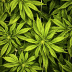 Greening the Future: Cannabis’s Role in Promoting Social Equity