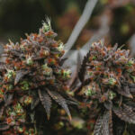 Master the Art of Cloning Cannabis Plants