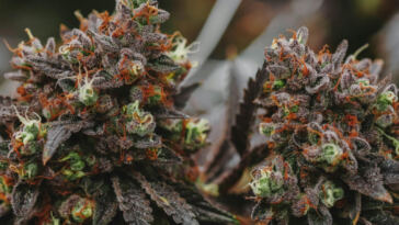 Master the Art of Cloning Cannabis Plants