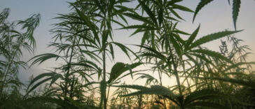 Silver-Haired Solutions: Cannabis Products for Seniors