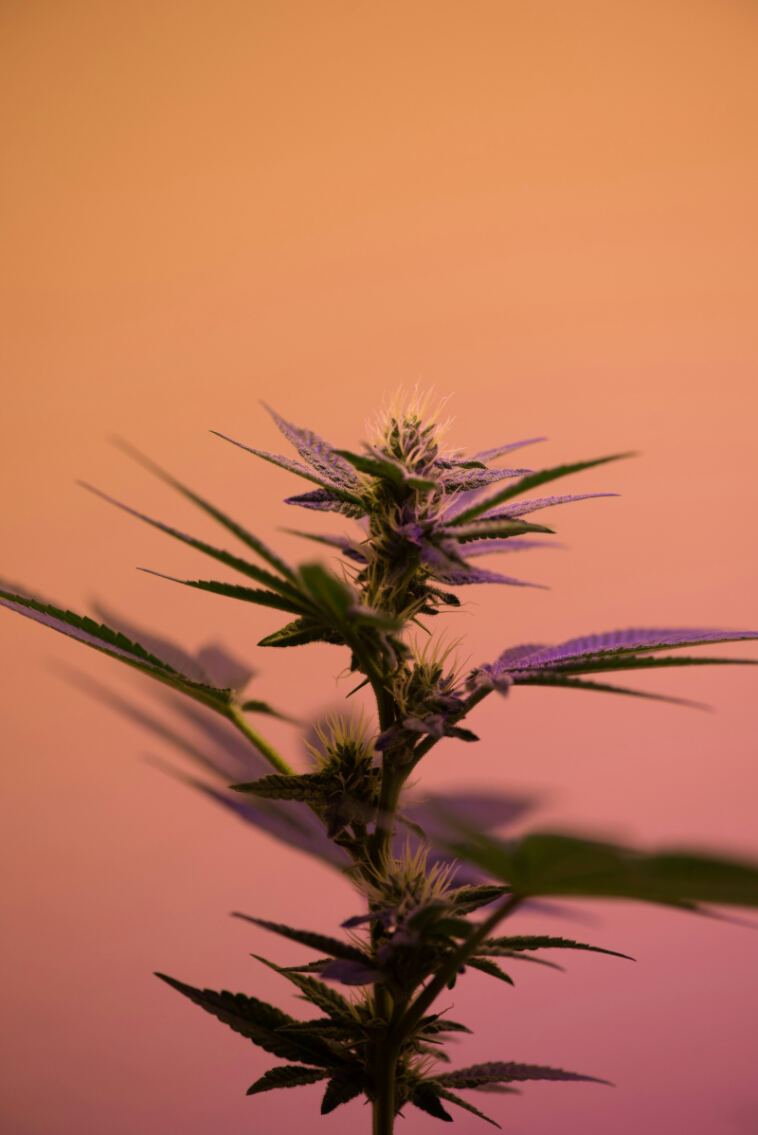 Uncovering the Diversity of Cannabis Flavors Through Genetics