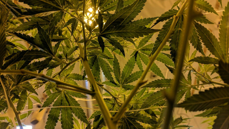 Greening the Community: Creating a Sustainable Cannabis Co-op