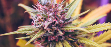 Green Growth: Sustainable Cannabis Cultivation Methods