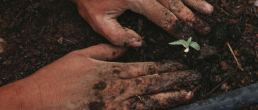 Exploring the Potential of CBD for Allergy Relief