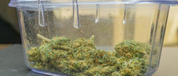 Terpene Titans: Ranking the Best Cannabis Strains