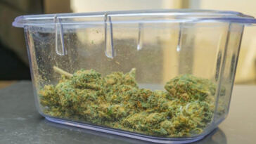 Terpene Titans: Ranking the Best Cannabis Strains