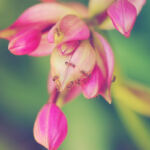 Blissful Bud: Elevate Your Mood with Euphoric Strains