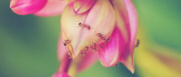 Blissful Bud: Elevate Your Mood with Euphoric Strains