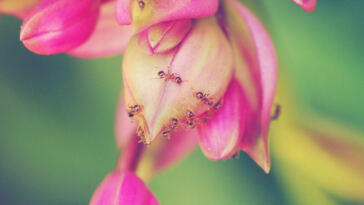 Blissful Bud: Elevate Your Mood with Euphoric Strains