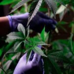 Unveiling the Patchwork: Exploring Cannabis Regulations Across States