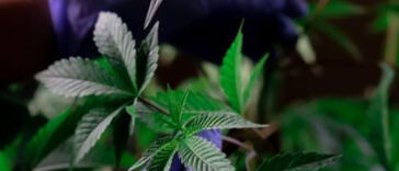 Unveiling the Patchwork: Exploring Cannabis Regulations Across States
