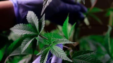 Unveiling the Patchwork: Exploring Cannabis Regulations Across States